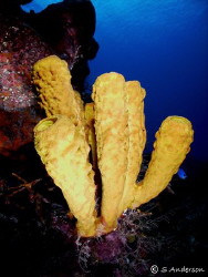 This photo was taken in Cozumel in October 2008. The reef... by Steven Anderson 